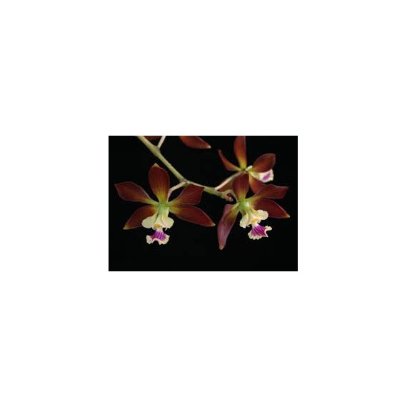 Encyclia Guatemalensis - NBS