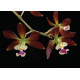 Encyclia Guatemalensis - NBS