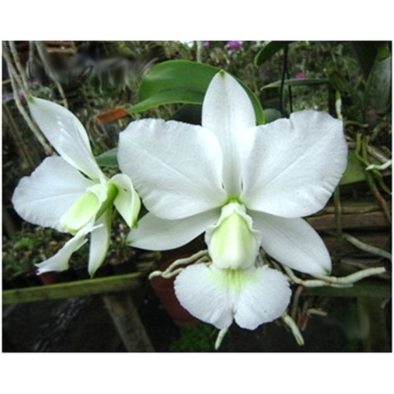 Cattleya Walkeriana Alba Nevada - T3