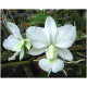 Cattleya Walkeriana Alba Nevada - Pre Adulta