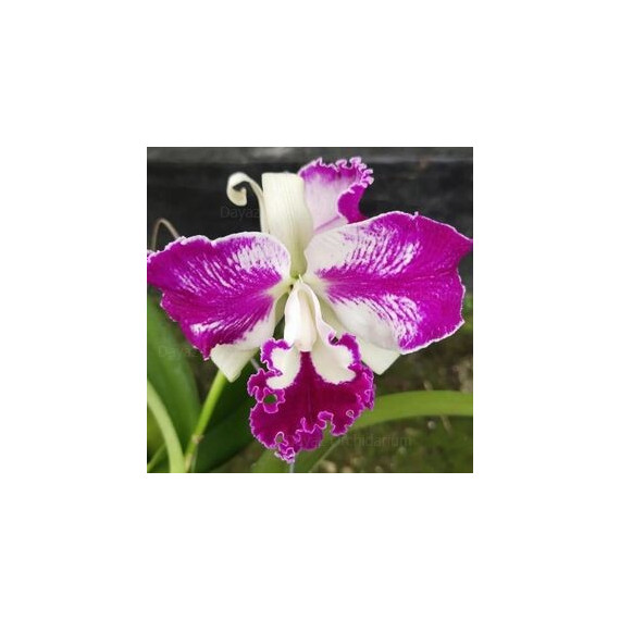 Blc. Dr Peeng x  Lueddemanniana - AD
