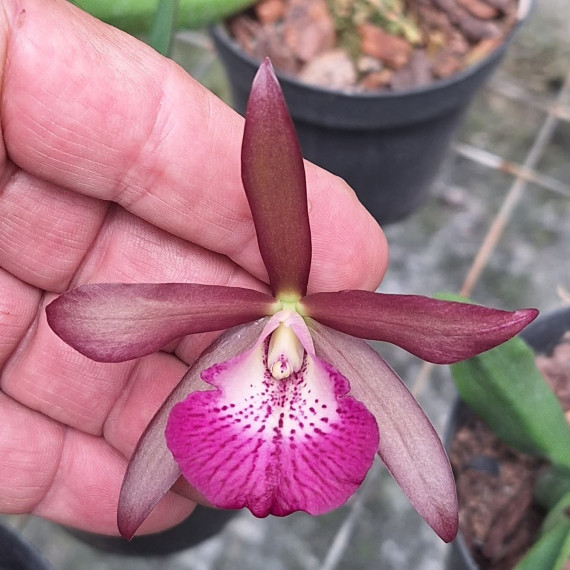 Brass. Grandflora x Lc Netrasiri Wax  (AD)
