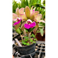 Bc. Itaorchids - AD