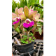 Bc. Itaorchids - AD