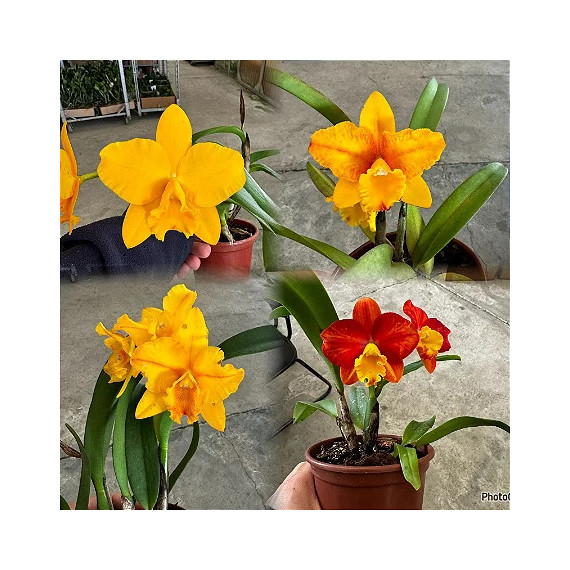 Slc Ayrton Senna x Free Spirit - AD