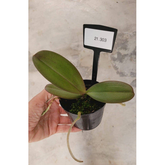 Kit Mudas Phalaenopsis - 3 unidades