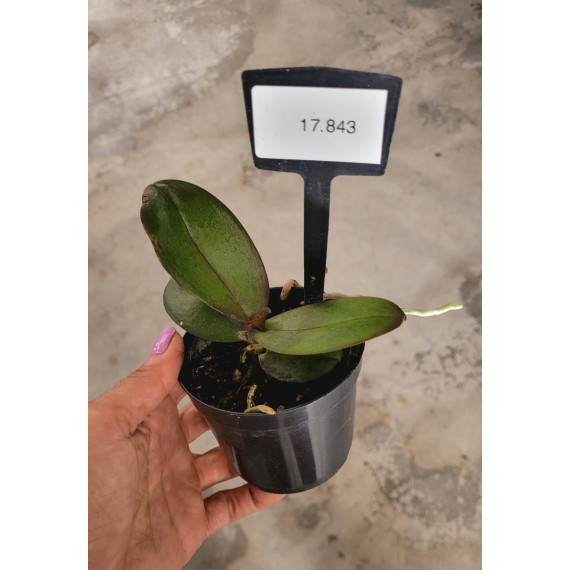 Kit Mudas Phalaenopsis - 3 unidades