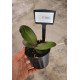 Kit Mudas Phalaenopsis - 3 unidades