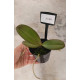 Kit Mudas Phalaenopsis - 3 unidades