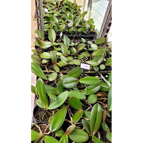 Kit Mudas Phalaenopsis - 3 unidades