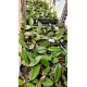 Kit Mudas Phalaenopsis - 3 unidades