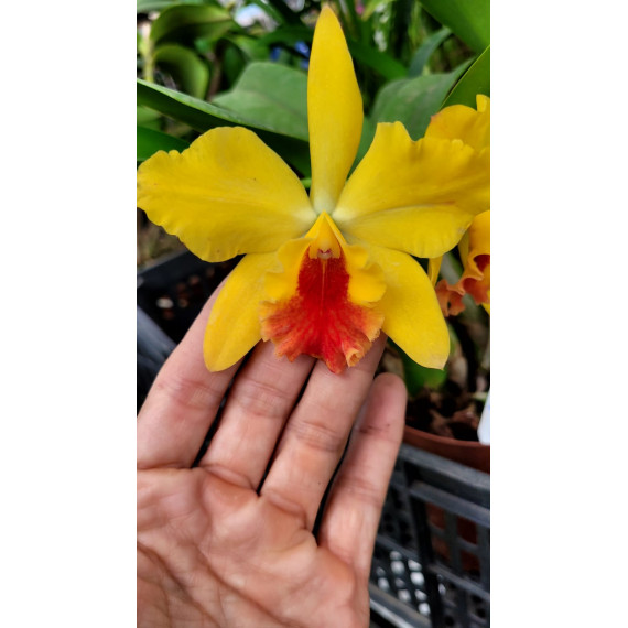 Slc Ayrton Senna x Free Spirit - AD