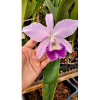 C. Joan Landsberg x Lc. Mini Purple - AD