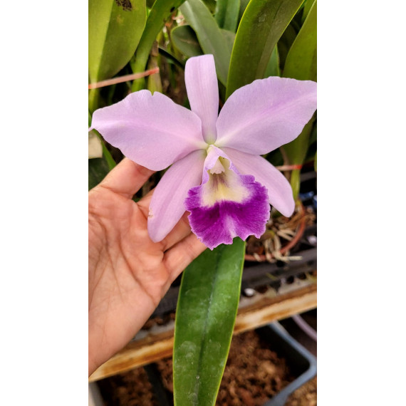 C. Joan Landsberg x Lc. Mini Purple - ESPATANDO