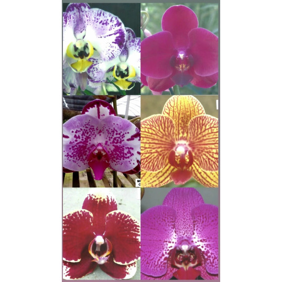 Kit 3 Mudas de Phalaenopsis (COR IDENTIFICADA)