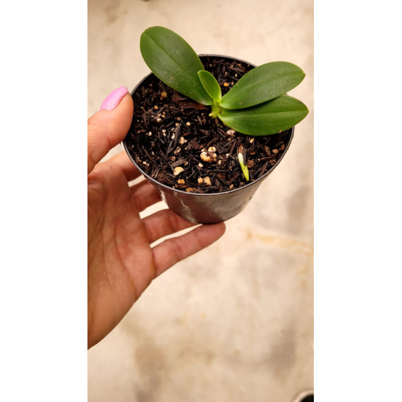 Phalaenopsis Japônica (Sedirea) - Mudinha