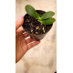 Phalaenopsis Japônica (Sedirea) - Mudinha