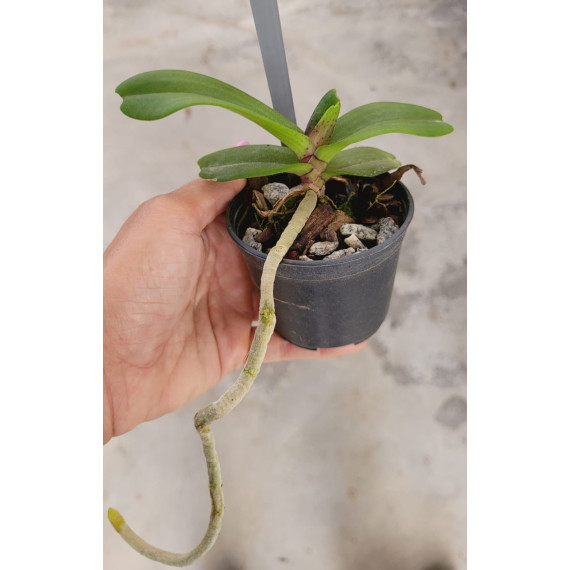 Rhynchostilis Gigantea Red - T3