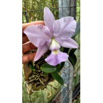 Cattleya Walkeriana Coerulea (Edwards x Marimbondo) - AD