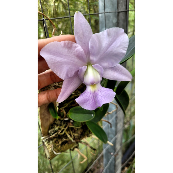 Cattleya Walkeriana Coerulea (Edwards x Marimbondo) - AD