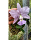 Cattleya Walkeriana Coerulea (Edwards x Marimbondo) - AD