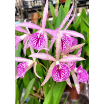 Bc. Maikai Louise - AD