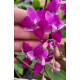 Phalaenopsis Equestris Soroa Firewings - AD
