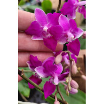 Phalaenopsis Equestris Soroa Firewings - muda