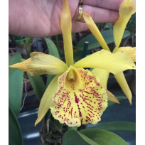 Bc. Pastoral Innocence x Maikai Louise  - AD