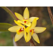 Octomeria Grandiflora - AD Touceirinha