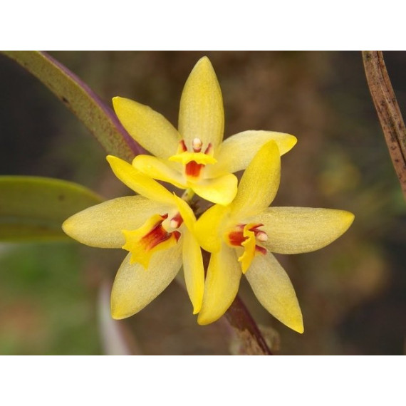 Octomeria Grandiflora - AD Touceirinha