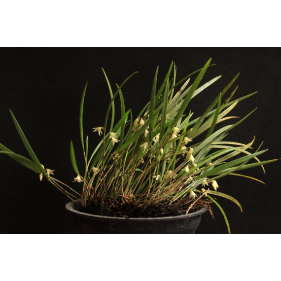 Octomeria Gracilis - AD