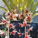 Cymbidium Aloifolium - AD