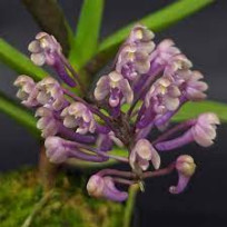 Cleisoquetia (Cleisocentron merrillianum x Robiquetia...