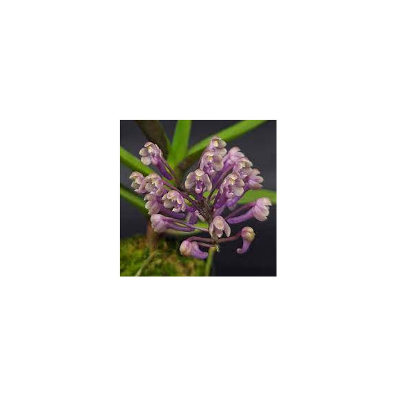 Cleisoquetia (Cleisocentron merrillianum x Robiquetia cerina) - AD