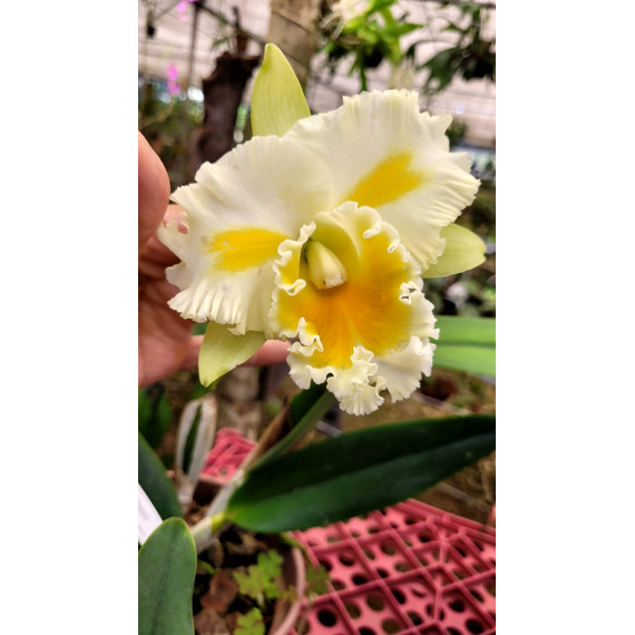 Blc. Shinaphat Diamond - AD
