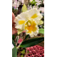 Blc. Shinaphat Diamond - AD
