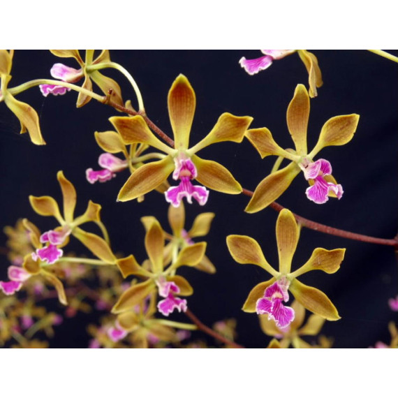 Encyclia Diurna x Edithiana - AD