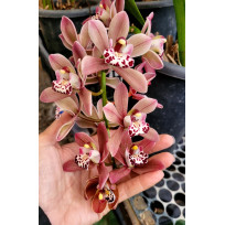 Cymbidium Ruby Sarah - AD