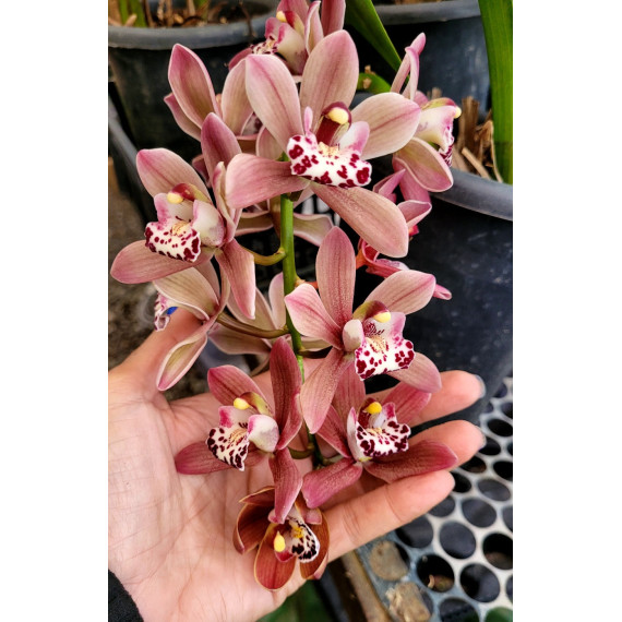 Cymbidium Ruby Sarah - AD