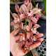 Cymbidium Ruby Sarah - AD