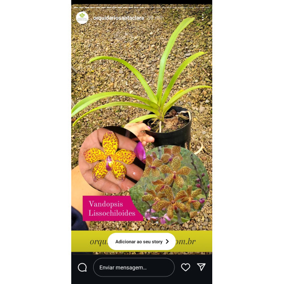 Vandopsis Lissochiloides (Muda)