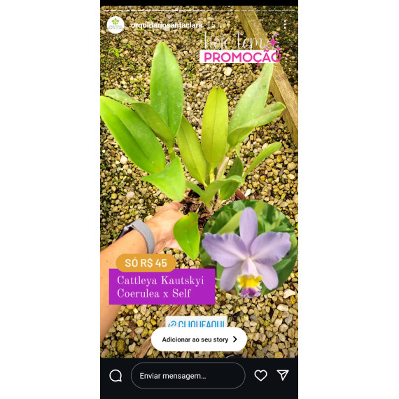 Cattleya Kautskyi Coerulea- AD