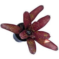 Neoregelia Pintadinha