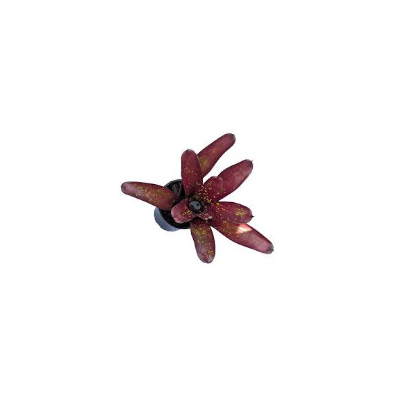 Neoregelia Pintadinha