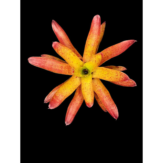 Neoregelia Camoriniana