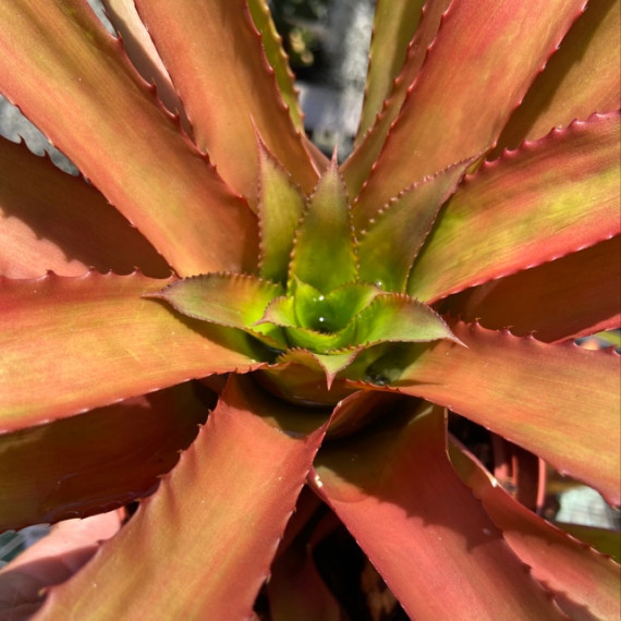 Nidularium Atalaiensis