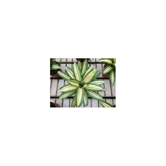 Neoregelia Devroe