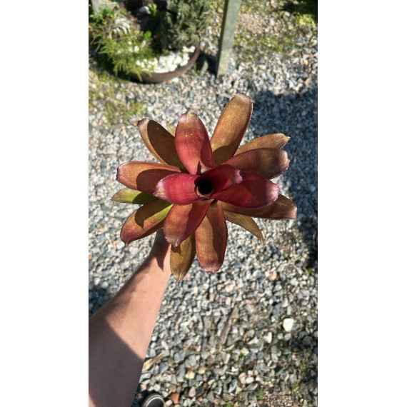 Bilbergia Amoena