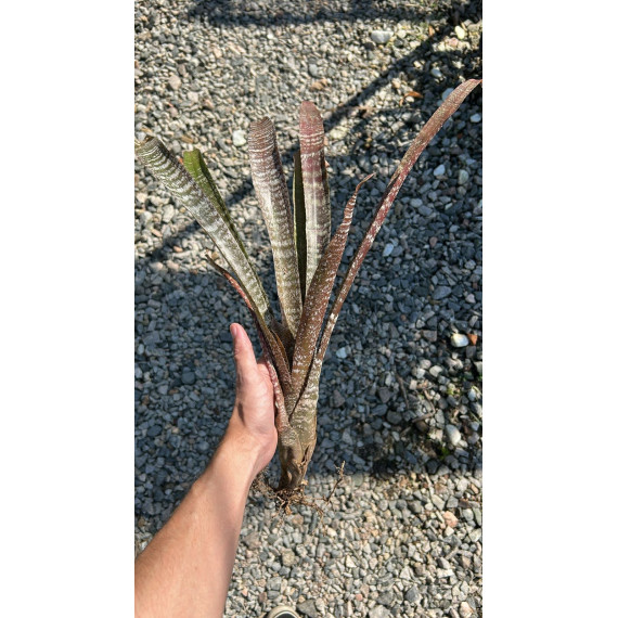 Hohenbergia Baiana